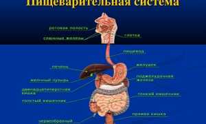 Понос и расстройство кишечника у пожилого человека
