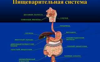 Понос и расстройство кишечника у пожилого человека
