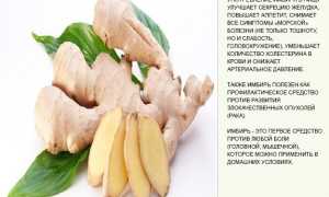 Правила употребления имбиря при язвенной болезни