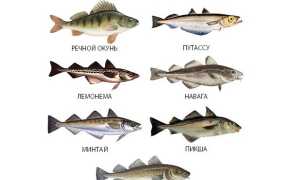 Какую рыбу можно при панкреатите: рецепты блюд и меню
