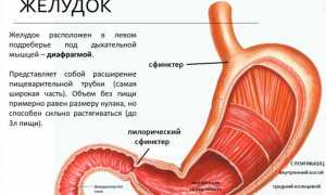 РАЗМЕР ЖЕЛУДКА РЕБЁНКА или СКОЛЬКО ДОЛЖЕН СЪЕДАТЬ РЕБЁНОК?