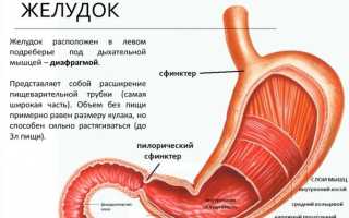 РАЗМЕР ЖЕЛУДКА РЕБЁНКА или СКОЛЬКО ДОЛЖЕН СЪЕДАТЬ РЕБЁНОК?