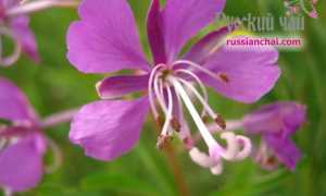 Травы и чаи при повышенной и пониженной кислотности желудка: что пить для лечения