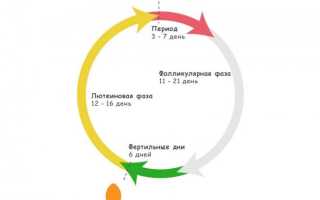 Болит живот в середине цикла: причины появления дискомфорта