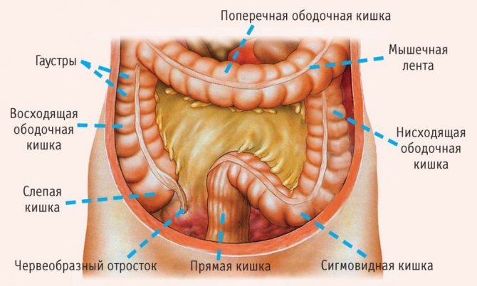 Анатомия