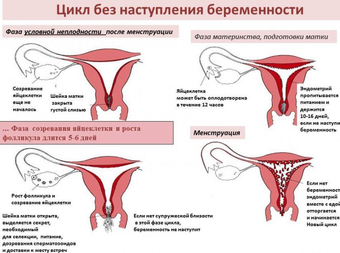 Менструальный цикл без наступления беременности