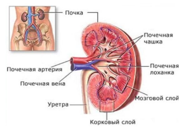 почки