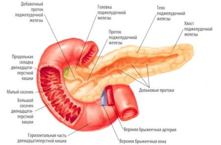 Поджелудочная железа