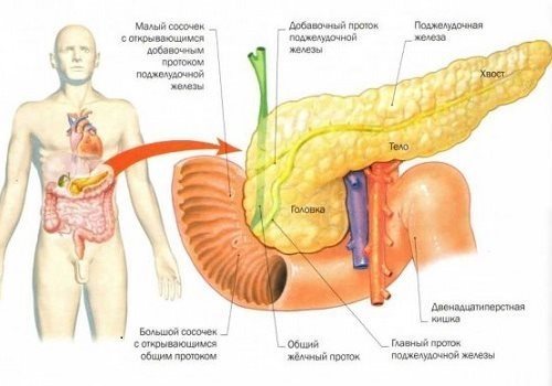 Строение поджелудочной железы